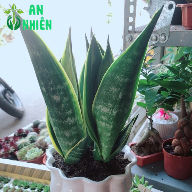 Chậu lưỡi hổ hoàng kim