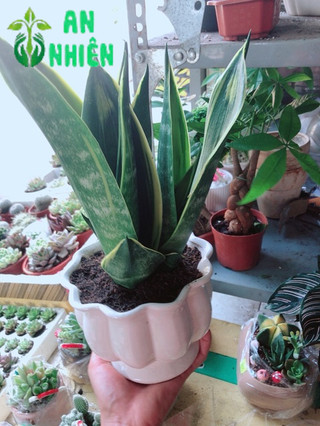 Chậu lưỡi hổ hoàng kim
