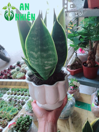Chậu lưỡi hổ hoàng kim