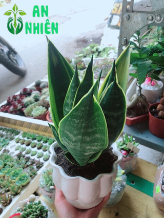 Chậu lưỡi hổ hoàng kim