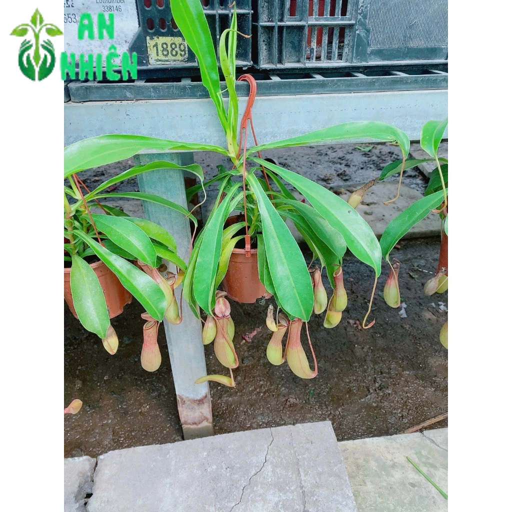 Chậu Cây Nắp Ấm