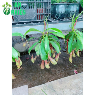 Chậu Cây Nắp Ấm