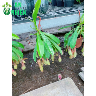 Chậu Cây Nắp Ấm