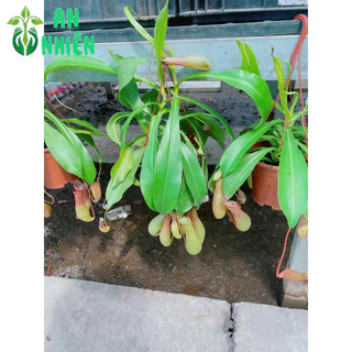 Chậu Cây Nắp Ấm