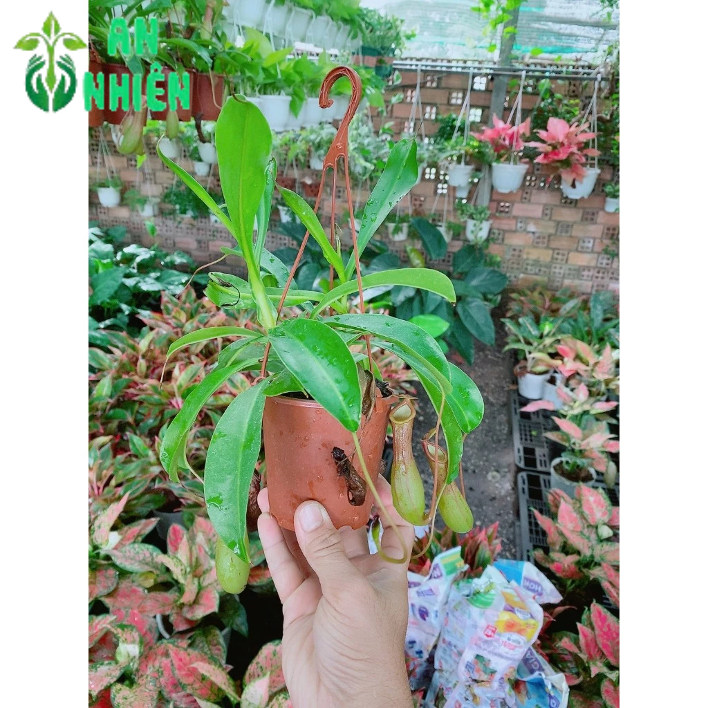 Cây Nắp Ấm