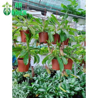 Cây Nắp Ấm