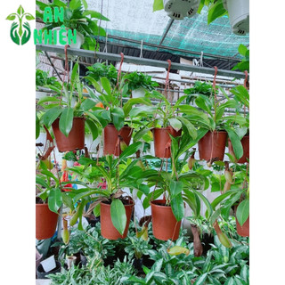 Cây Nắp Ấm