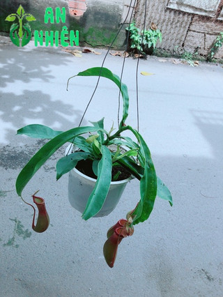 Cây Nắp Ấm