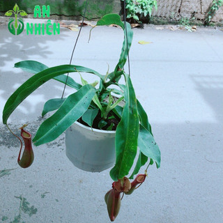 Cây Nắp Ấm