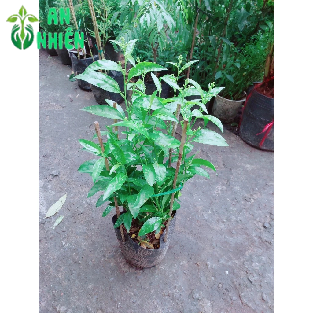 Cây Dạ Lý Hương