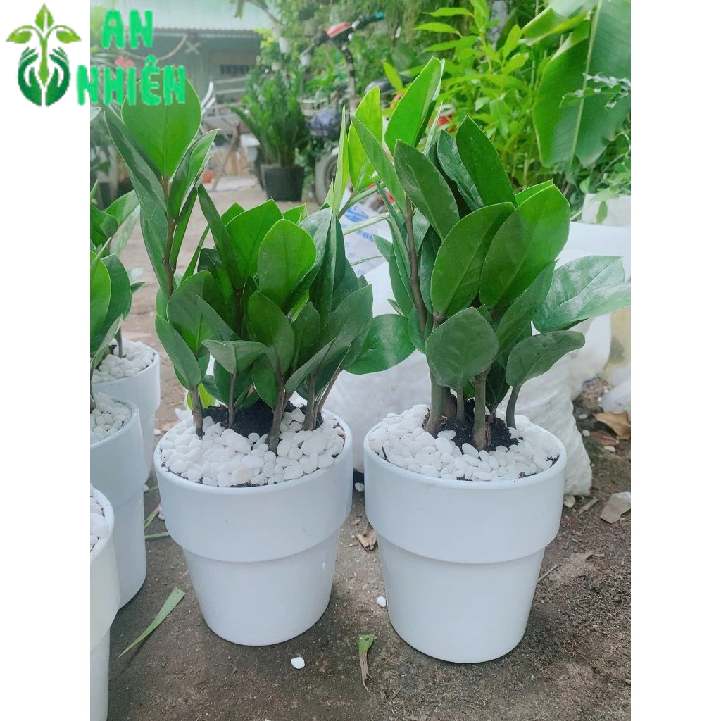 Chậu Cây Kim Tiền Thái(1 chậu)