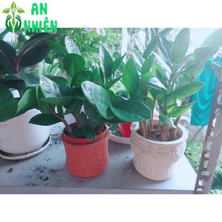 Chậu Cây Kim Tiền Thái(1 chậu)