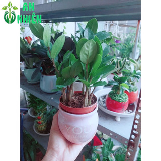 Chậu Cây Kim Tiền Thái(1 chậu)