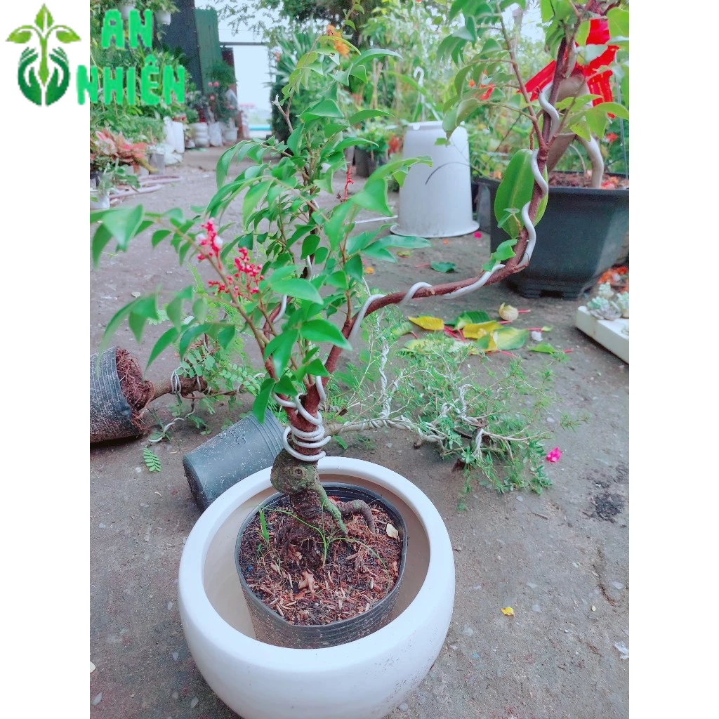 Chậu Cây Khế Bonsai Để Bàn 35-40cm