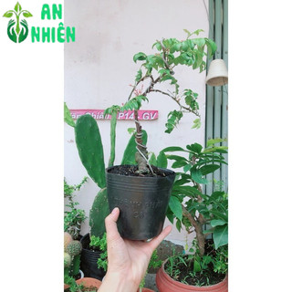 Chậu Cây Khế Bonsai Để Bàn 35-40cm