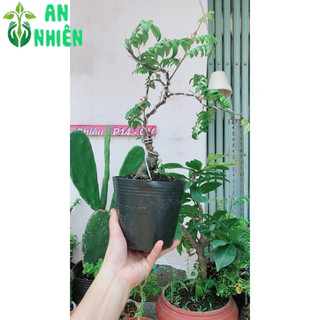 Chậu Cây Khế Bonsai Để Bàn 35-40cm