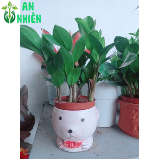 Chậu Cây Kim Tiền Thái(1 chậu)