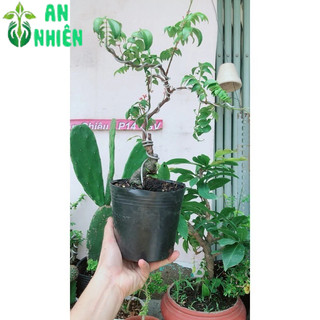 Chậu Cây Khế Bonsai Để Bàn 35-40cm