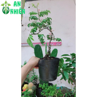 Chậu Cây Khế Bonsai Để Bàn 35-40cm