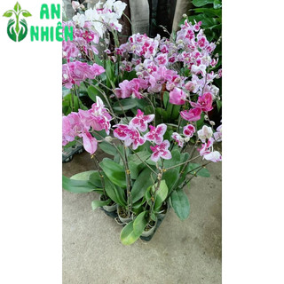 Lan Hồ Điệp