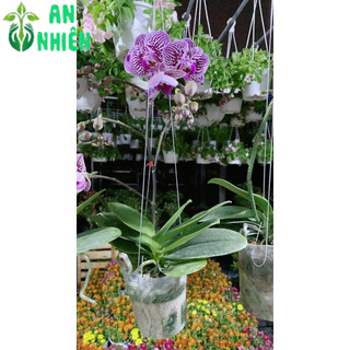 Lan Hồ Điệp