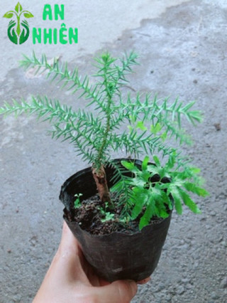 Tùng Bách Tán