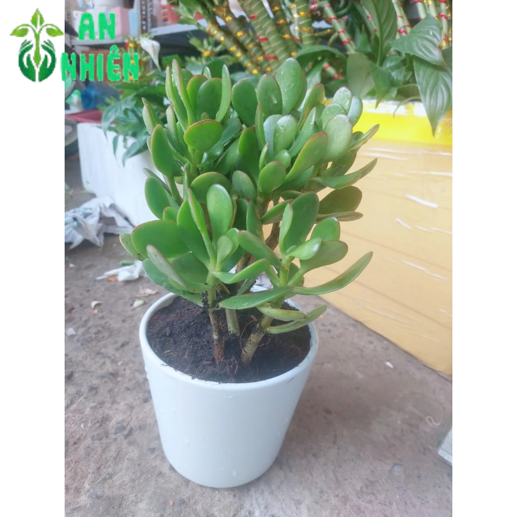 Chậu Cây Ngọc Bích