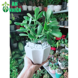 Chậu Cây Ngọc Bích
