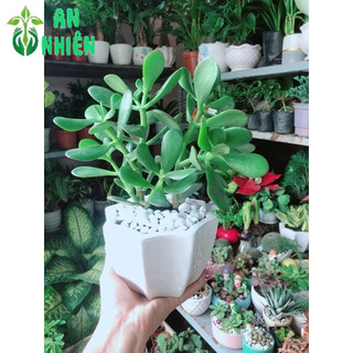 Chậu Cây Ngọc Bích