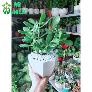 Chậu Cây Ngọc Bích