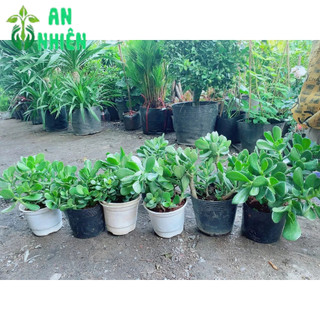 Chậu Cây Ngọc Bích
