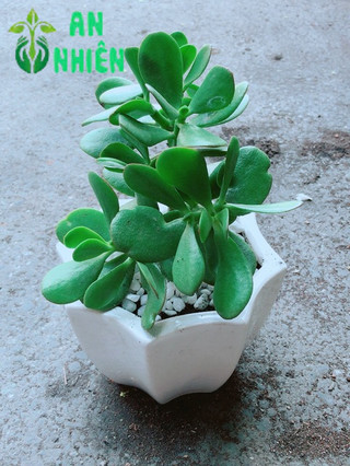 Chậu Ngọc Bích