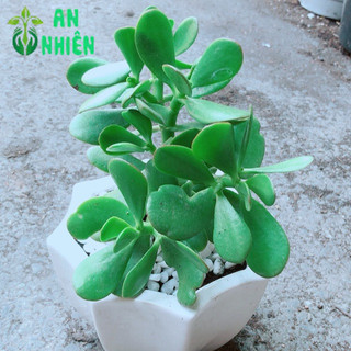 Chậu Ngọc Bích