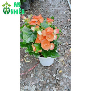 Hoa Thu Hải Đường