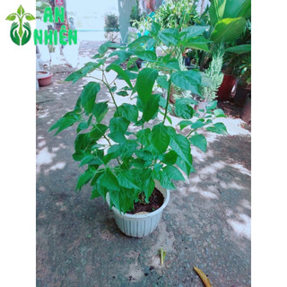 Cây Ớt Xiêm