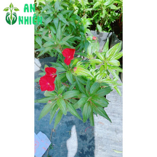 Cây Hoa Mai Địa Thảo
