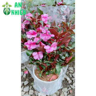 Hoa Mai Địa Thảo 30-40cm