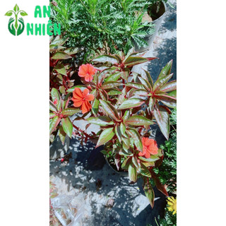 Cây Hoa Mai Địa Thảo