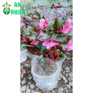 Hoa Mai Địa Thảo 30-40cm