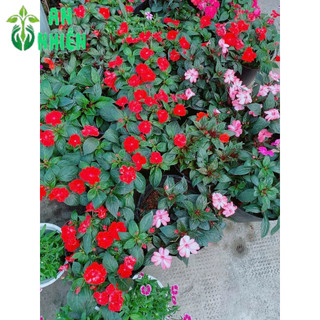Hoa Mai Địa Thảo 30-40cm