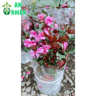 Hoa Mai Địa Thảo 30-40cm