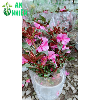 Hoa Mai Địa Thảo 30-40cm