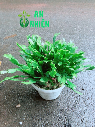Chậu Hoa Quỳnh
