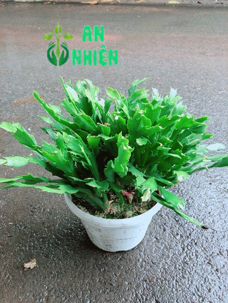 Chậu Hoa Quỳnh
