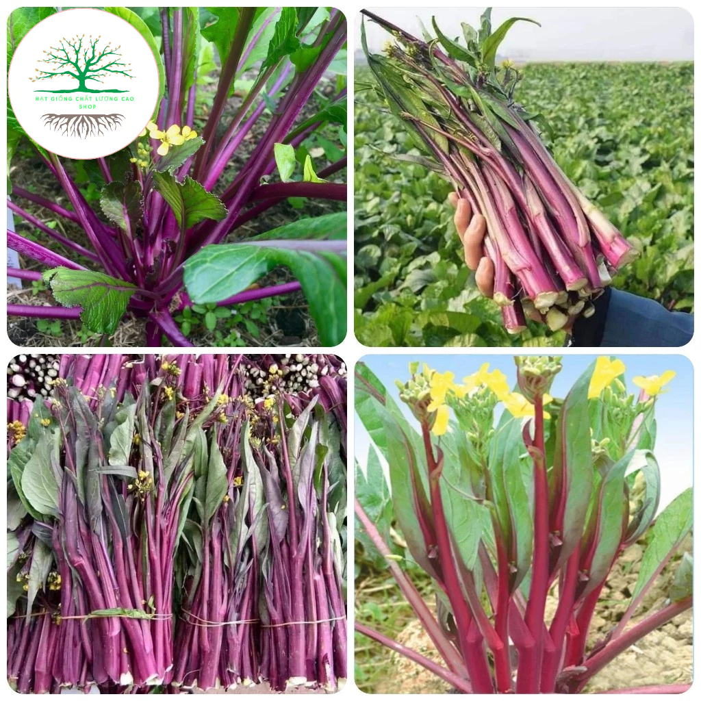 Hạt giống rau cải ngồng tím đỏ chịu nhiệt, giàu dinh dưỡng