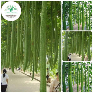 [15 Hạt]Hạt giống Mướp Hương Siêu Dài 2m thái lan(Tặng Phân bón)