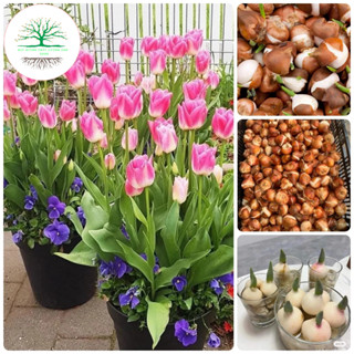 Củ TO+ Đẹp] Củ Tulip Đủ Màu Nhập Khẩu Hà Lan (Tặng kèm phân bón)