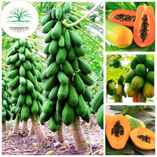 Hạt giống đu đủ lùn ruột đỏ siêu trái F1( tặng kèm phân)