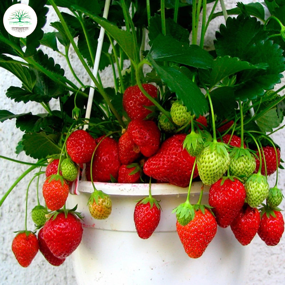 (300 hat)Hạt Giống Dâu Tây Khổng Lồ F1 loại Chịu Nhiệt Dễ Trồng Dễ Chăm Sóc