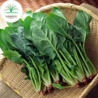 Hạt Giống Rau Cải Bó Xôi Chịu Nhiệt - Rau Chân Vịt, Rau Bina (tặng phân bón)
